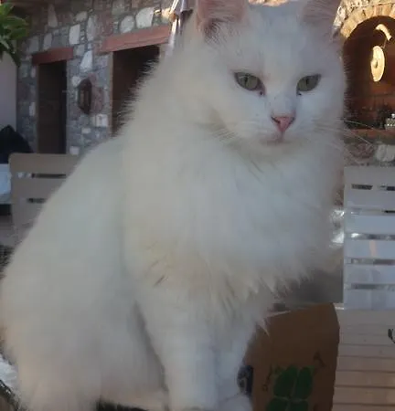 Daire Finka Romantika Selimiye (Aegean)