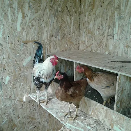 Finka Romantika Selimiye (Aegean)